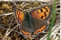 Lycaena phlaeas