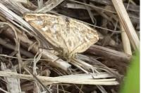 Loxostege sticticalis