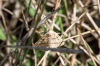 Aspitates ochrearia