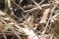 Aspitates ochrearia