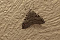 Aplocera plagiata