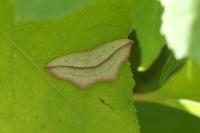Timandra comae