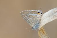 Lampides boeticus