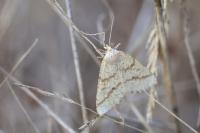 Aspitates ochrearia