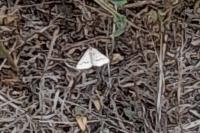 Aspitates ochrearia