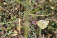 Colias