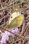 Colias hyale