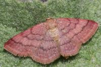 Scopula rubiginata