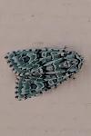 Griposia aprilina