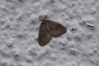 Operophtera brumata
