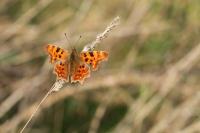 Polygonia c-album