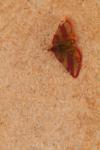 Lythria cruentaria