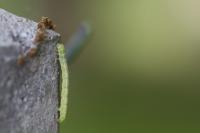 Operophtera brumata