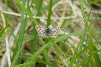 Pyrgus malvae