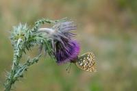 Speyeria aglaja