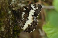 Brintesia circe