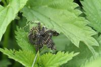 Aglais urticae