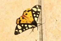 Arctia villica
