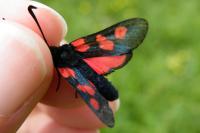 Zygaena trifolii