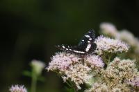 Limenitis reducta
