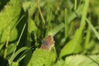Aricia agestis