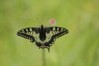 Papilio machaon