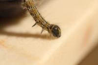 Phalera bucephala