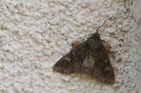 Mamestra brassicae