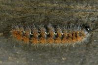 Euplagia quadripunctaria