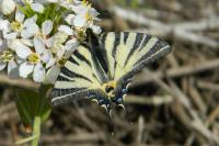Iphiclides podalirius