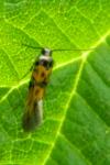 Chrysoesthia drurella