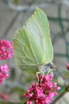 Gonepteryx rhamni
