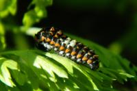 Papilio machaon