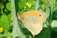 Maniola jurtina