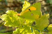 Colias crocea