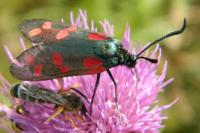 Zygaena filipendulae