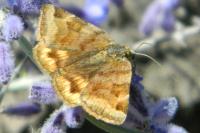 Euclidia glyphica