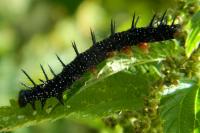 Aglais io