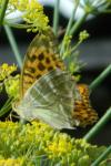 Argynnis paphia