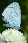 Celastrina argiolus