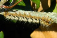 Lasiocampa quercus