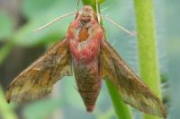 Deilephila elpenor