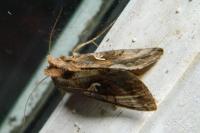 Autographa gamma
