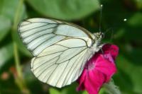 Aporia crataegi