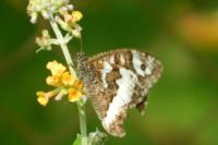 Brintesia circe