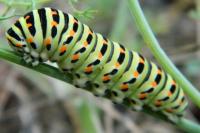 Papilio machaon