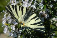 Iphiclides podalirius