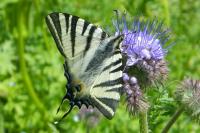 Iphiclides podalirius