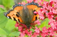 Aglais urticae
