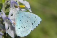 Celastrina argiolus